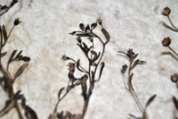 Detalle 2